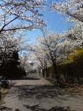 桜その一