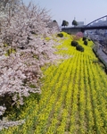 今年の桜